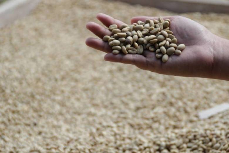ジャコウネコの糞から作られるコーヒーは「コピ・ルアク」