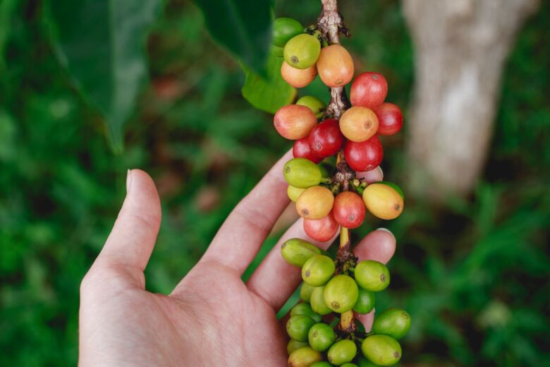 コーヒーの実はどのような過程でコーヒー豆になるのか
