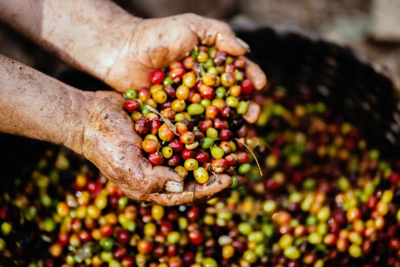 コーヒーの実「コーヒーチェリー」はどのような場所で栽培されているのか
