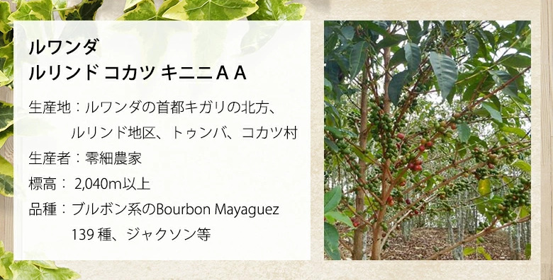 2. 2,000m以上の標高で栽培された「成田珈琲 ルワンダ ルリンド コカツ キニニAA」