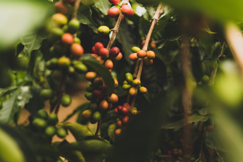 ティピカ種のコーヒー生産と栽培状況