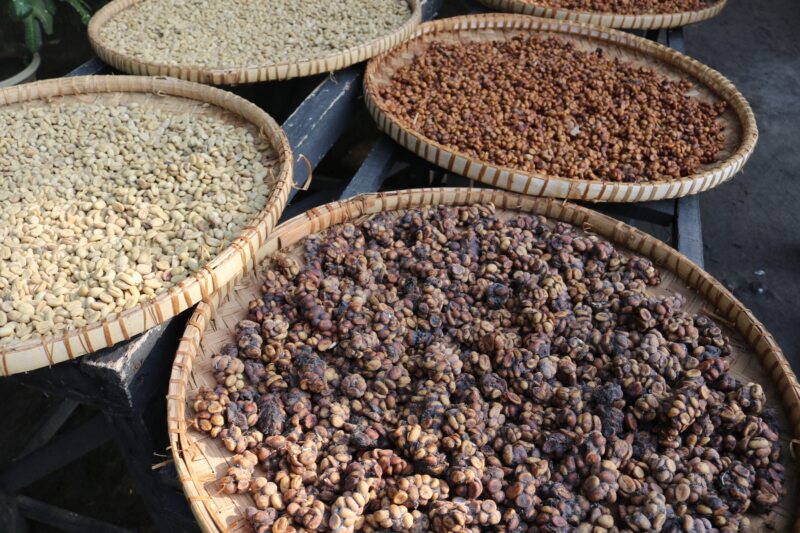 ジャコウネコから採れるコピルアクコーヒーは汚くない