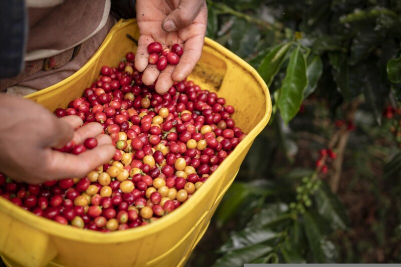 ボリビアの有名コーヒー農園3選